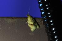Clepsis consimilana