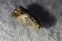 Cydia splendana