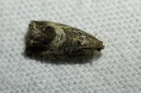 Cydia splendana