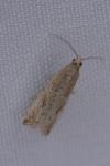 Bactra lancealana