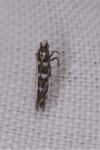Parectopa ononidis