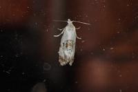 Neocochylis hybridella