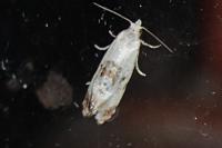 Neocochylis hybridella
