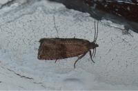 Celypha striana