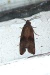 Celypha striana