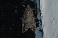 Cydia fagiglandana/splendana
