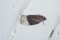 Apotomis betuletana
