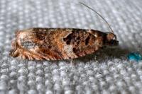 Gypsonoma minutana
