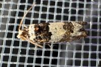 Epinotia thapsiana