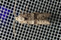 Penestoglossa dardoinella