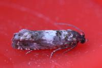 Epiblema