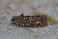 Eudemis profundana