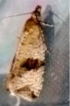 Celypha striana