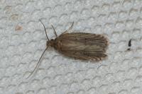 Agonopterix putridella
