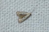 Elachista biatomella