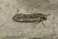 Aroga velocella