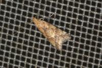 Brachmia blandella