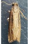 Bactra venosana