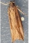 Bactra venosana