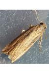 Bactra venosana