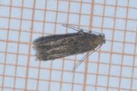 Scrobipalpa artemisiella