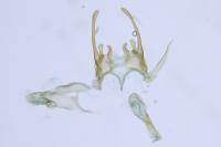 Scrobipalpa artemisiella