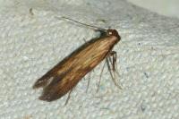 Metzneria neuropterella