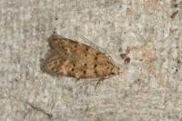 Pseudotelphusa paripunctella