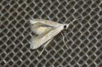Ptocheuusa paupella
