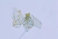 Ptocheuusa paupella