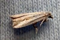 Bactra venosana