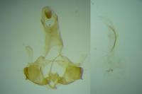 Coleophora zelleriella