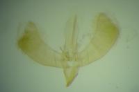 Caloptilia stigmatella