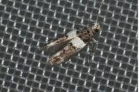 Recurvaria leucatella