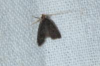 Eurodachtha siculella