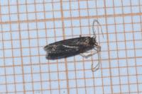 Eurodachtha siculella