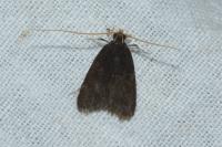 Homaloxestis briantiella