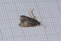 Homaloxestis briantiella