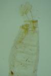 Aproaerema cinctella