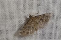 Alucita hexadactyla
