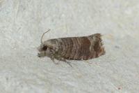 Clavigesta sylvestrana
