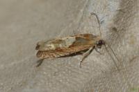 Eucosma gr. hohenwartiana