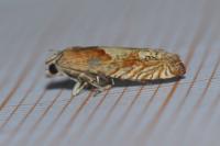 Eucosma gr. hohenwartiana