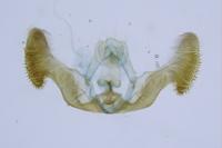 Eucosma gr. hohenwartiana