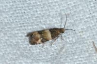 Lobesia bicinctana