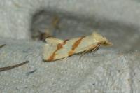 Aethes francillana