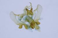 Aethes francillana