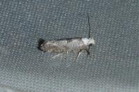 Paraswammerdamia albicapitella