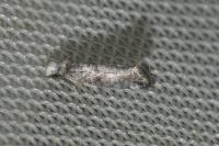 Paraswammerdamia nebulella