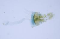 Paraswammerdamia nebulella